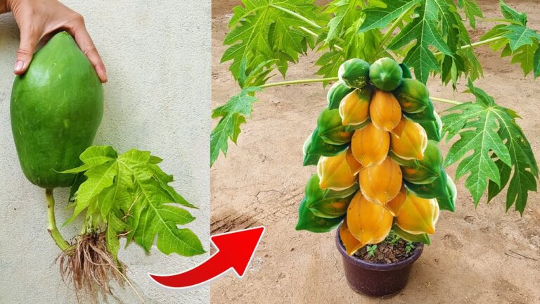 5 Passi per Innestare Papaya con Cipolla Rossa e Ottenere Frutti Velocemente