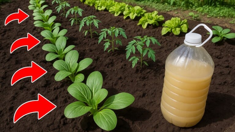 5 passaggi per un energizzante da giardino: fai crescere pomodori sani!