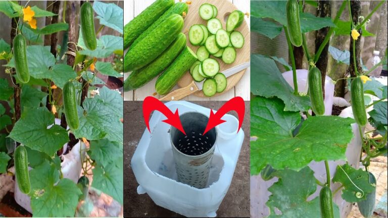 5 semplici passi per coltivare cetrioli in barattoli di plastica a casa tua