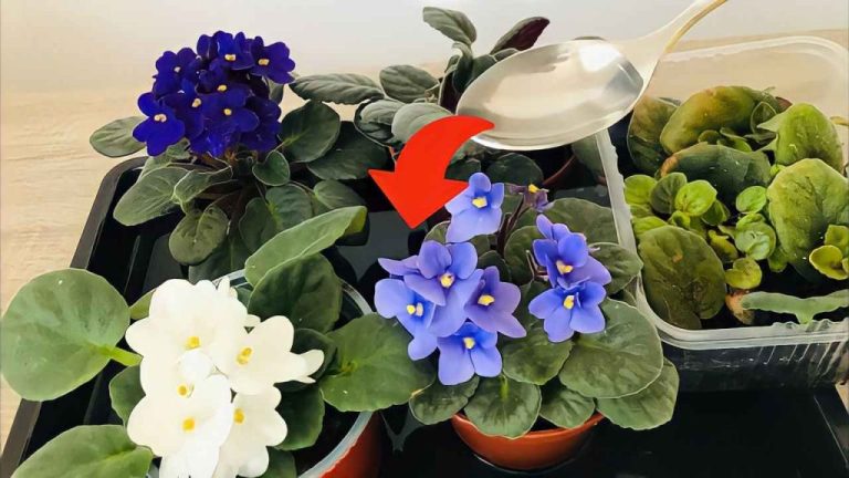 Nutri le tue violette con una goccia di ceci: fioriture abbondanti garantite