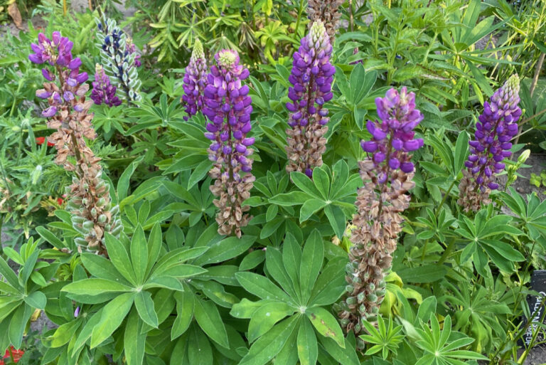 Cosa fare dopo la fioritura delle lupin? Ecco i segreti per il prossimo anno