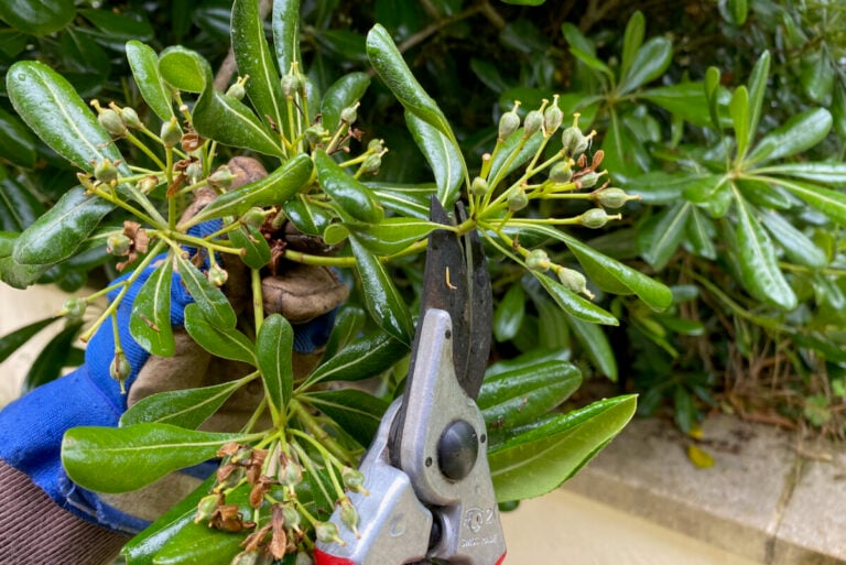 9 arbusti fioriti da potare in tarda primavera per un giardino rigoglioso