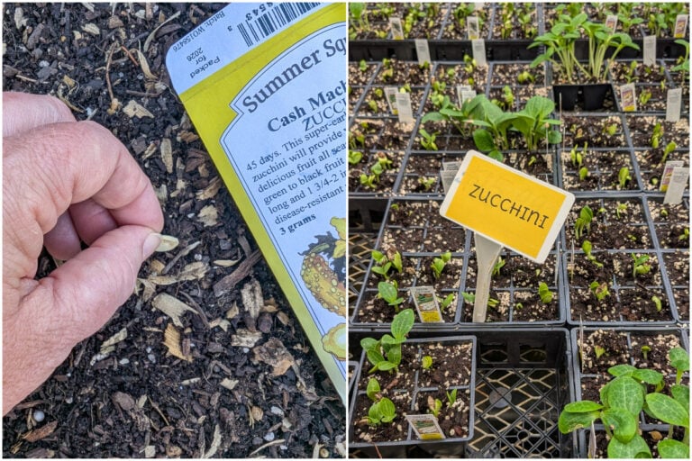 Zucchine e zucche estive: semina diretta o trapianto? Scopri quale è migliore!