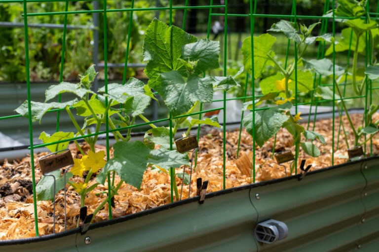 I 3 motivi principali per cui i tuoi cetrioli hanno solo fiori e non frutti