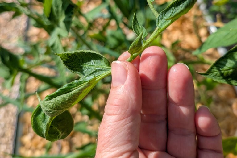 Perché le foglie di pomodoro si arricciano? Scopri le cause e come rimediare velocemente