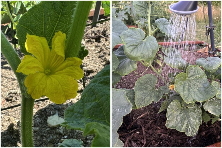 Cosa fare quando i tuoi cetrioli iniziano a fiorire: 5 consigli utili