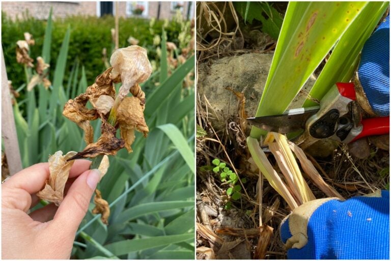 La cura dell’iris dopo la fioritura per fiori meravigliosi l’anno prossimo