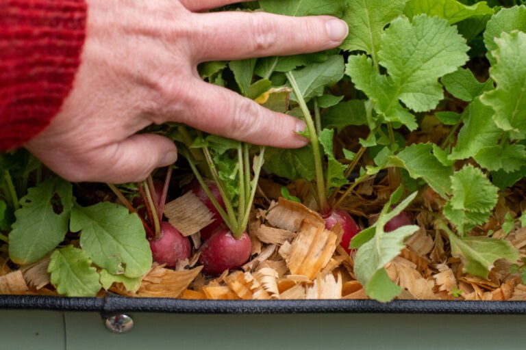 7 attività da svolgere in tarda primavera per un’estate di giardinaggio semplice