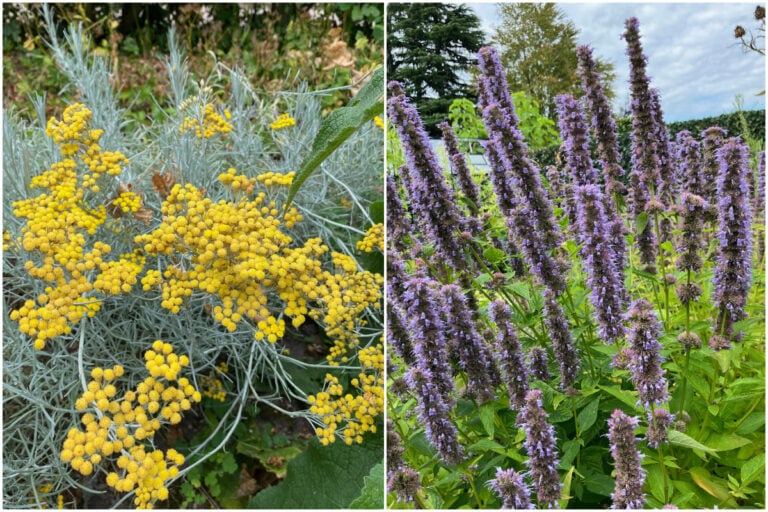 7 piante da coltivare se la tua lavanda continua a morire