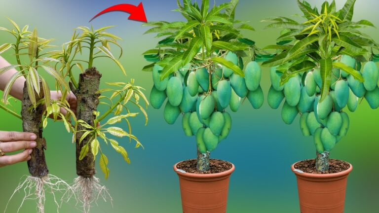 5 segreti per far crescere mango estremamente grandi a casa tua
