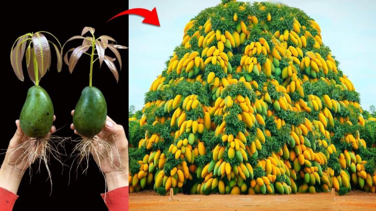 5 Passaggi per Innestare il Mango Perfetto e Far Crescere Fruitti Deliziosi