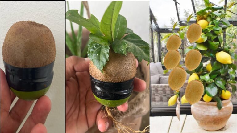 Coltiva 5 frutti incredibili: kiwi e limone con miele e zenzero! Scopri come!