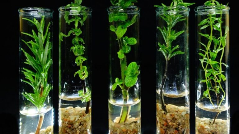 5 Modi per Accelerare l’Enraizamiento con Microorganismi Acquatici