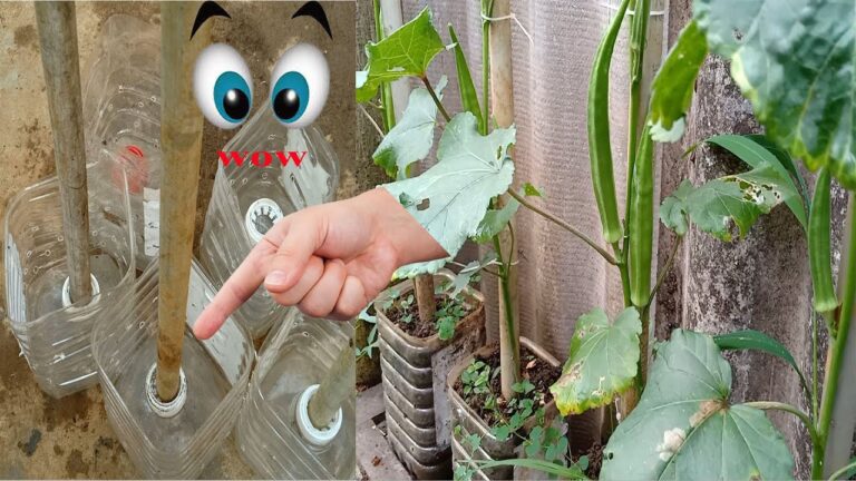 5 passi per coltivare facilmente l’okra a casa tua