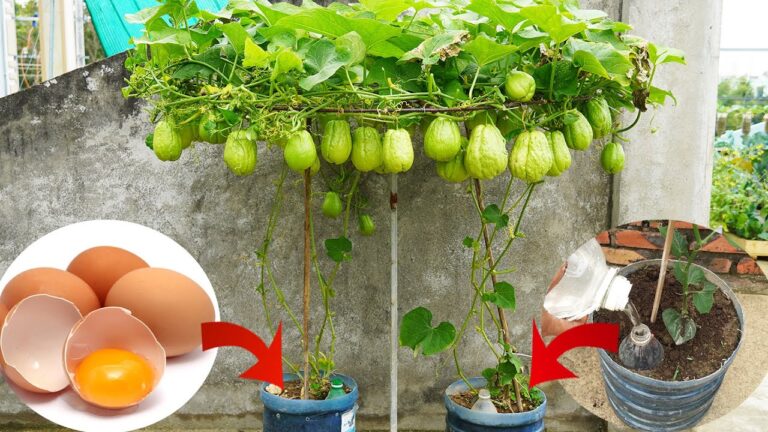 Scopri 5 semplici passi per coltivare chayote in contenitori e ottenere frutti abbondanti!