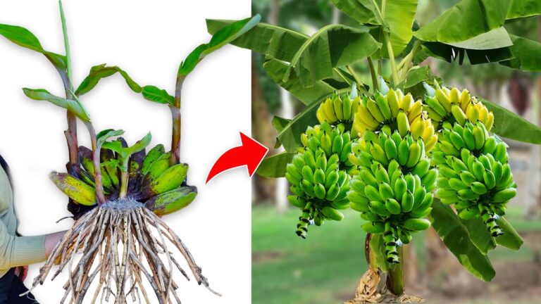 5 Tecniche per Innestare Banani e Ottenere Frutti in Tempo Record!