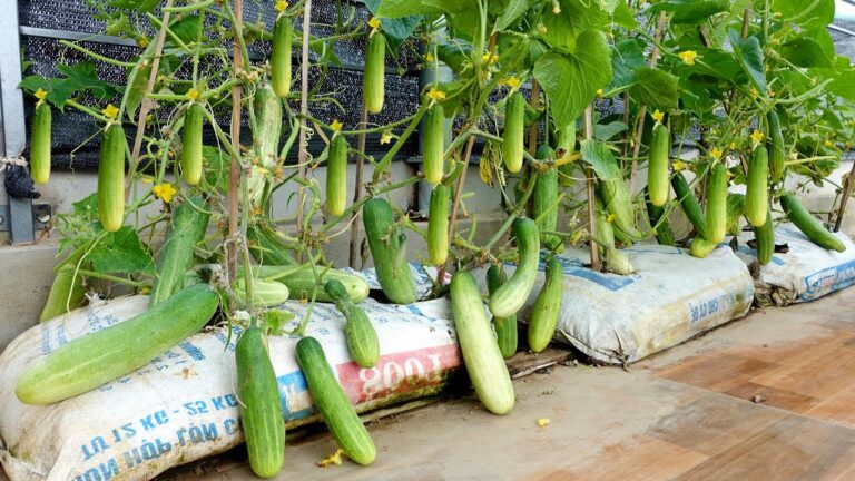 7 consigli per coltivare cetrioli in terrazzo e ottenere un raccolto abbondante