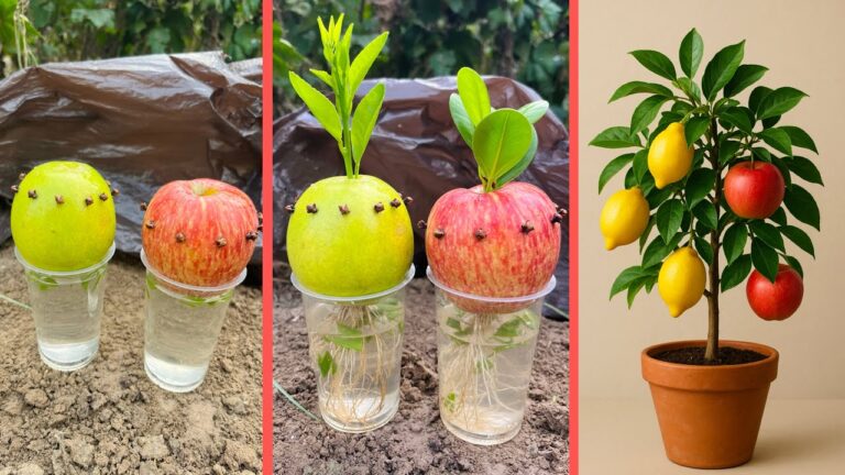 Scopri 5 sorprendenti segreti per coltivare limoni e mele su un solo albero!