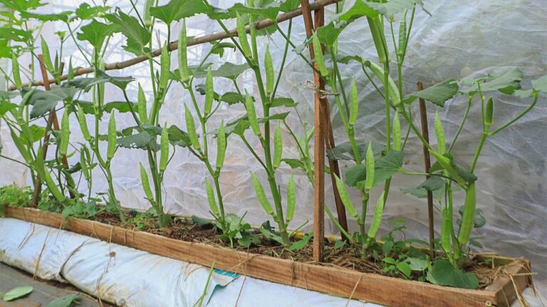 5 semplici passi per coltivare okra in terrazzo e ottenere un alta resa!