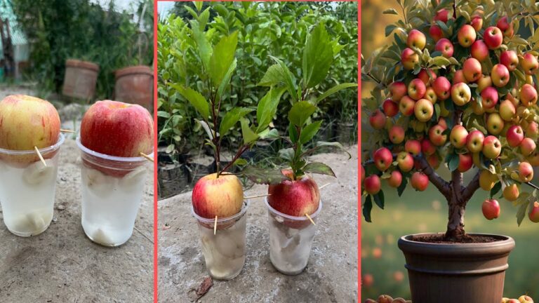 Coltiva 5 varietà di meli facilmente e raccogli frutti deliziosi!