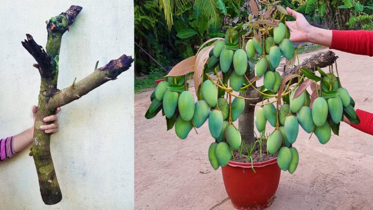 Coltiva 1 Albero di Mango con Cipolle: Tecniche Facili e Veloci!