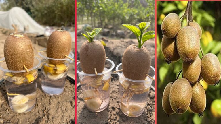 Scopri 5 trucchi per coltivare kiwi con ormoni naturali e facili passaggi!