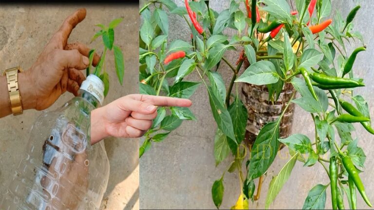 5 modi per coltivare peperoncini in casa con bottiglie sospese fai da te
