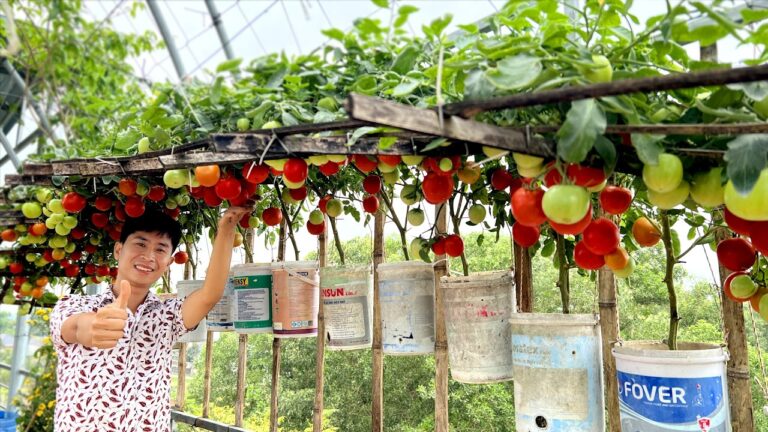 Raddoppia il raccolto dei pomodori con questo semplice trucco! Scopri come!
