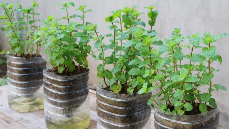 Scopri 5 semplici passi per coltivare menta in bottiglie di plastica a casa!