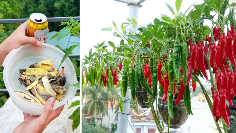 5 trucchi per coltivare peperoncini in bottiglie di plastica tutto l’anno