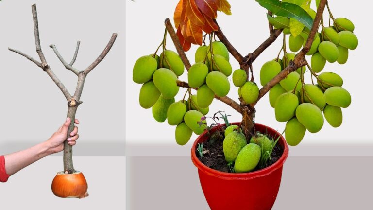 Scopri 5 trucchi per far crescere rapidamente il mango usando le cipolle!