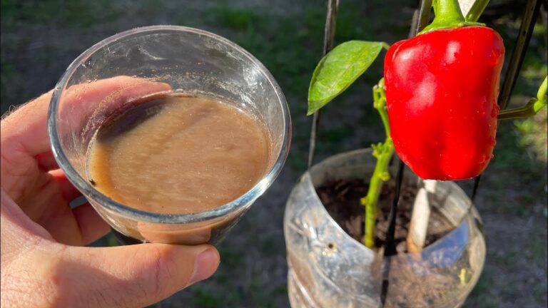 Scopri i 3 super fertilizzanti per piante in vaso che faranno brillare il tuo giardino!