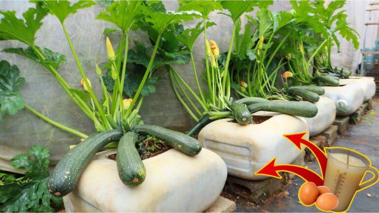 Scopri 5 consigli per coltivare zucche in un barattolo di plastica!