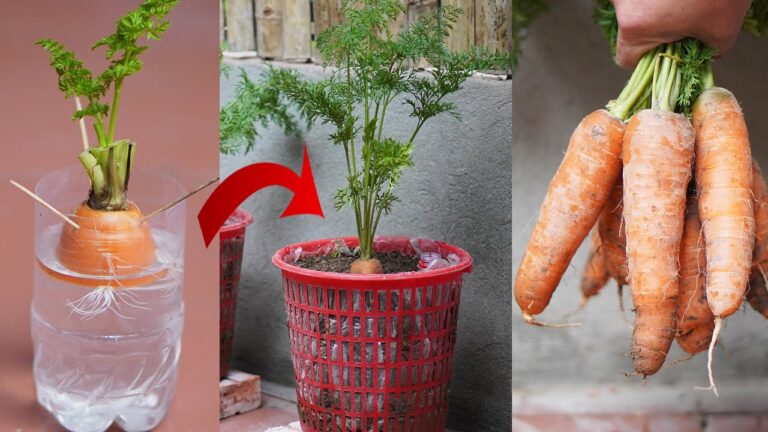 Coltiva 7 carote da steli scartati: ecco come farlo in modo rapido!