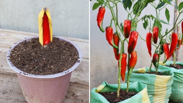 5 semplici passi per propagare peperoncini con le banane! Scopri il metodo innovativo.