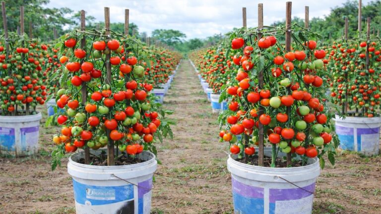 5 Metodi per Coltivare Pomodori in Vasi e Avere Raccolti Freschi Tutto l’Anno
