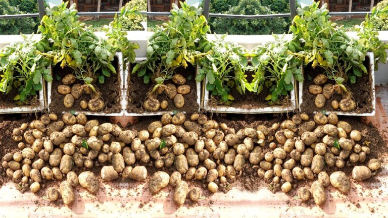 Scopri 5 trucchi incredibili per coltivare patate in casa!