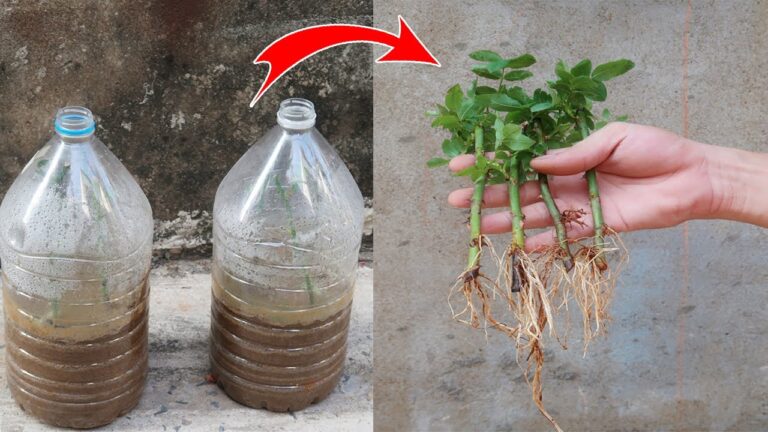 6 Passi Facili per Coltivare Rose da Talee in Bottiglie di Plastica