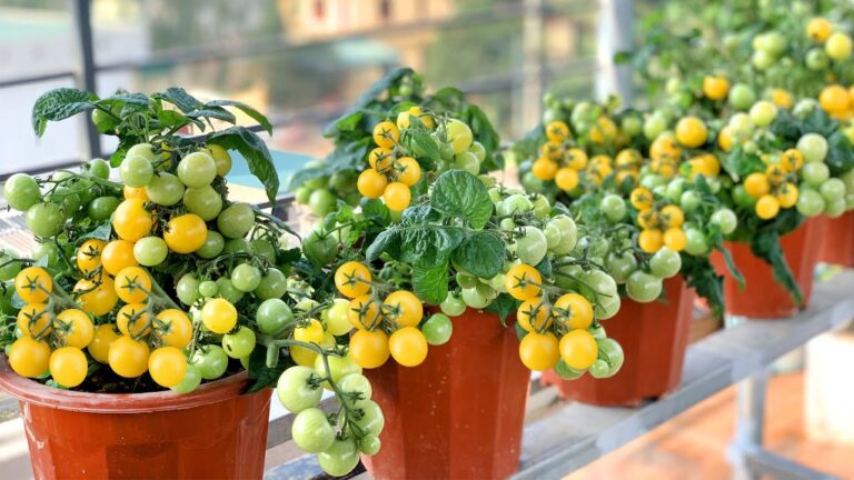 Scopri 7 segreti per coltivare pomodori ad alta resa facilmente!