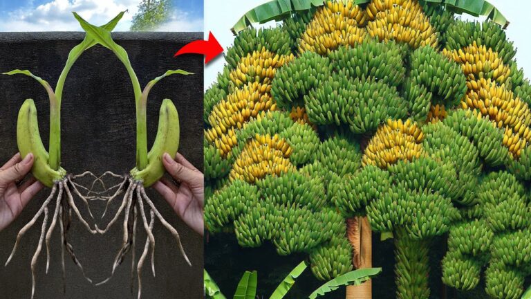 Graftare 3 varietà di banano con aloe vera: scopri come farlo!