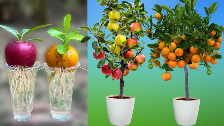 5 Passi per Coltivare Mele e Arance in Bottiglie di Plastica con Successo