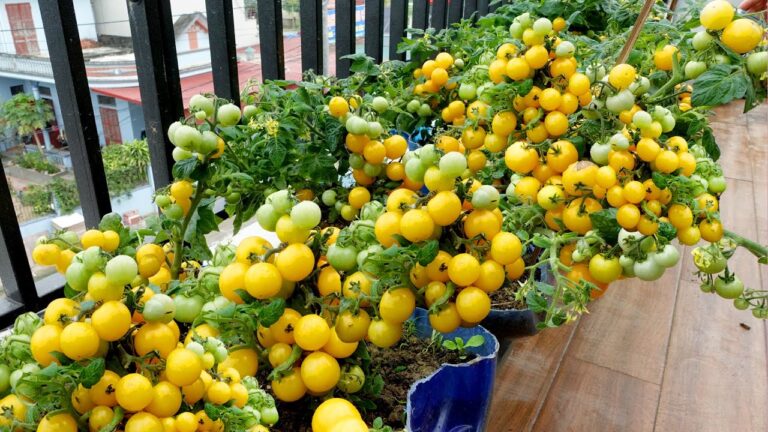 5 motivi per coltivare pomodori: facili, veloci e gustosi!
