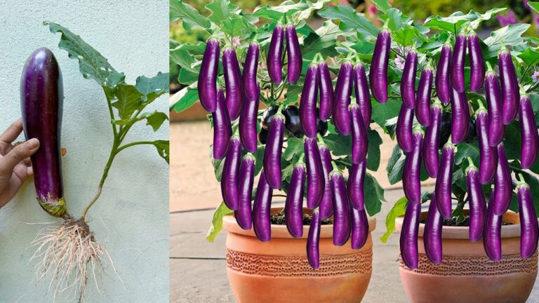 5 tecniche sorprendenti per coltivare melanzane usando le uova!