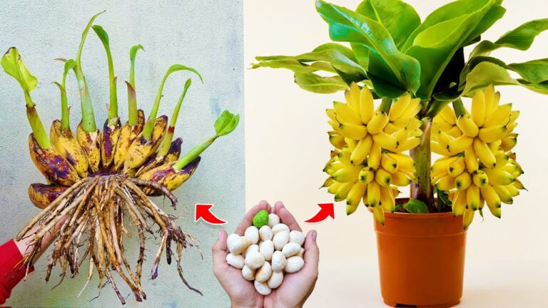 5 Passi per Propagare e Innestare Banani e Ottenere Frutti Giganti