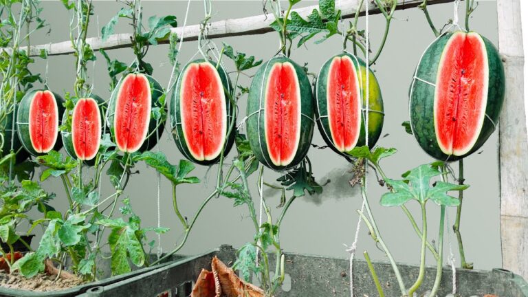 Coltiva 7 trucchi per ottenere angurie da sogno nel tuo giardino!