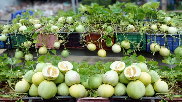 Scopri 5 trucchi per coltivare meloni dolcissimi senza spendere!