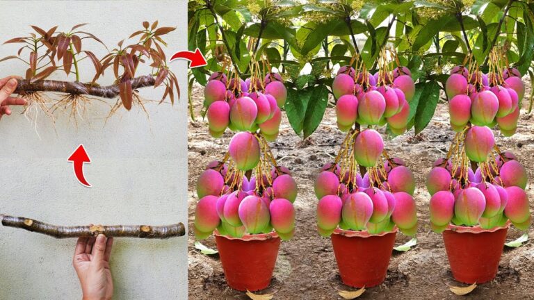 5 Tecniche per Innestare l’Albero di Mango e Farlo Crescere Velocemente!