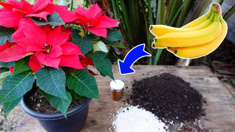5 Segreti per Coltivare Poinsettie Splendide in Ogni Stanza