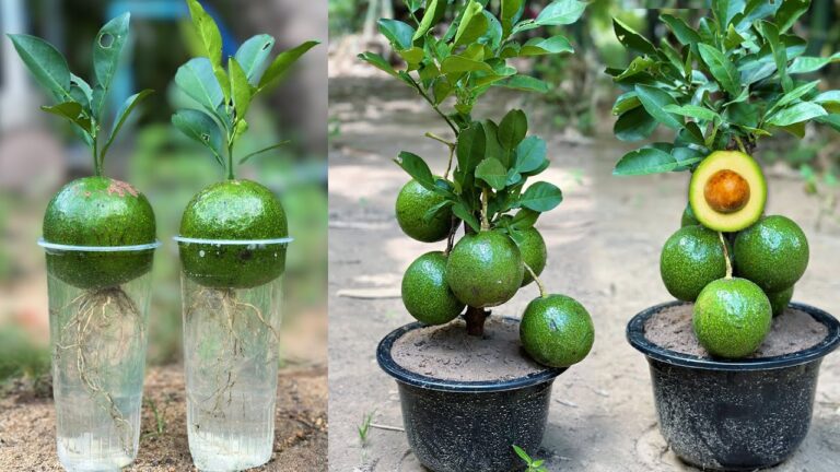 Coltiva 5 alberi di avocado da un solo frutto: la guida per principianti!