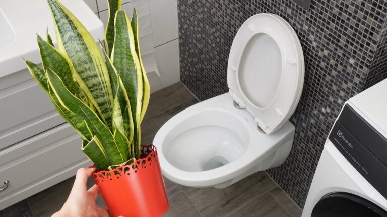 3 incredibili benefici della Sansevieria in bagno che non ti aspetti!